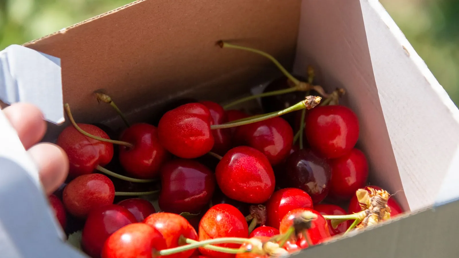 Caja de cart&oacute;n con cerezas reci&eacute;n cosechadas de distinto color y calibre, sostenida en el huerto